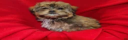 Shorkie dogs for sale: Jackson - Ad 3