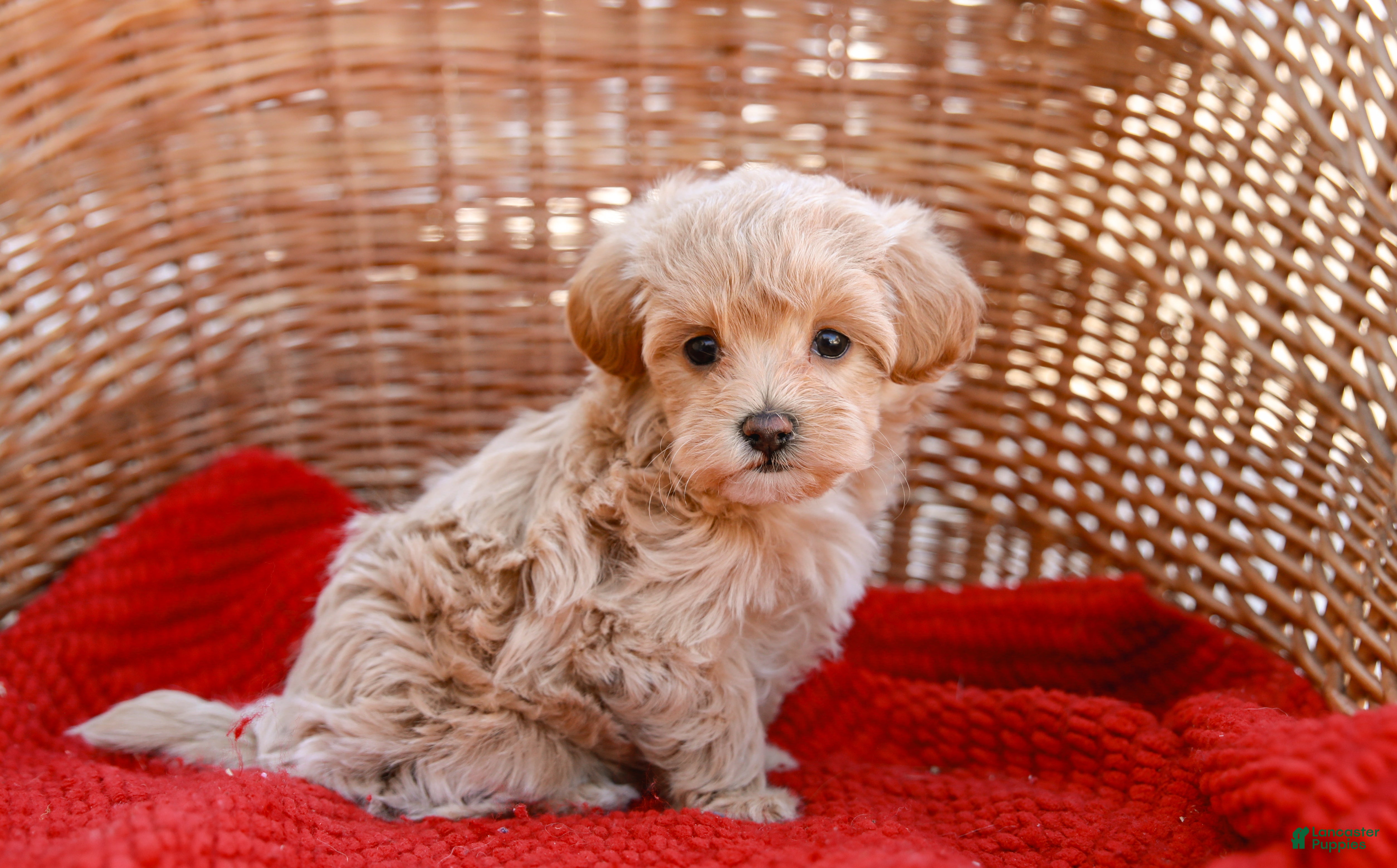 Maltipoo dogs Star - Ad 1