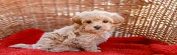 Maltipoo dogs for sale: Star - Ad 1