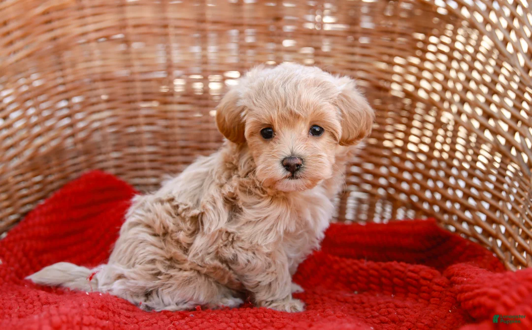 Maltipoo dogs for sale: Star - Ad 1
