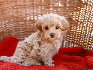 Maltipoo dogs Star - Ad 1