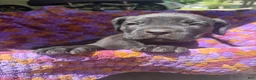 Cane Corso dogs for sale: Cane Corso Puppy Purple - Ad 1