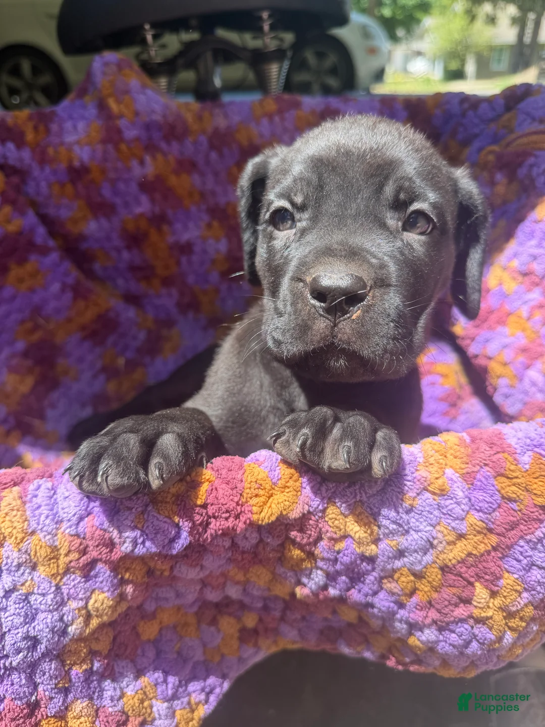 Cane Corso dogs for sale: Cane Corso Puppy Purple - Ad 1