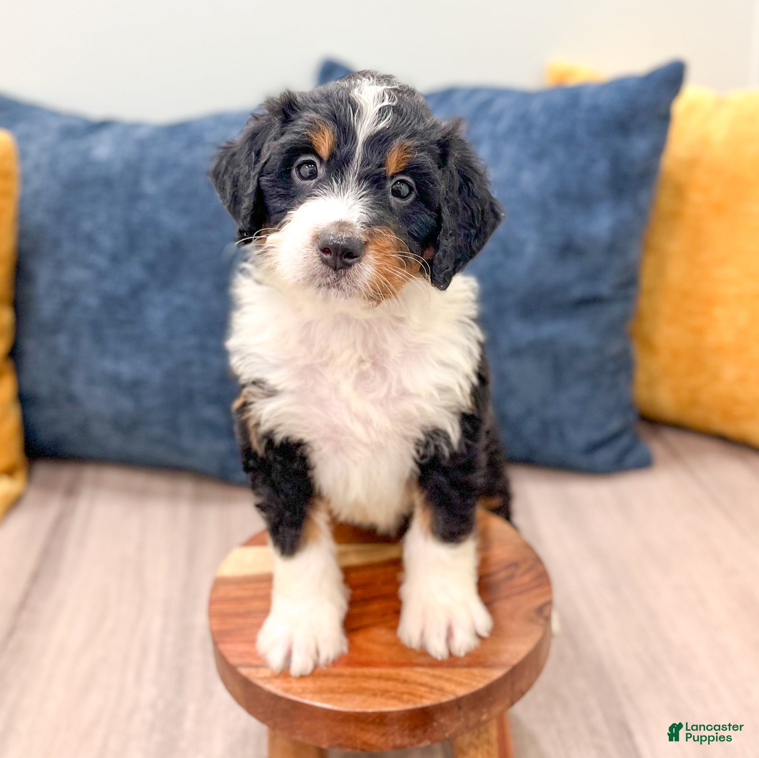 Mini Bernedoodle dogs for sale: Rosie - Ad 3