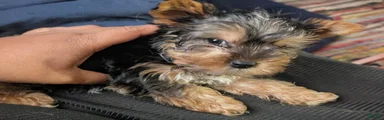 Yorkshire Terrier Puppy 1