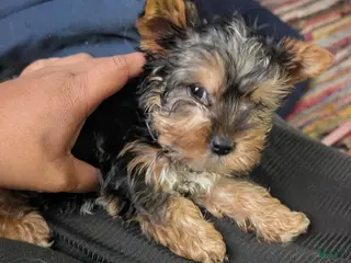 Yorkshire Terrier dogs Yorkshire Terrier Puppy 1 - Ad 42