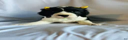 English Springer Spaniel dogs for sale: English Springer Spaniel 3 - Ad 2