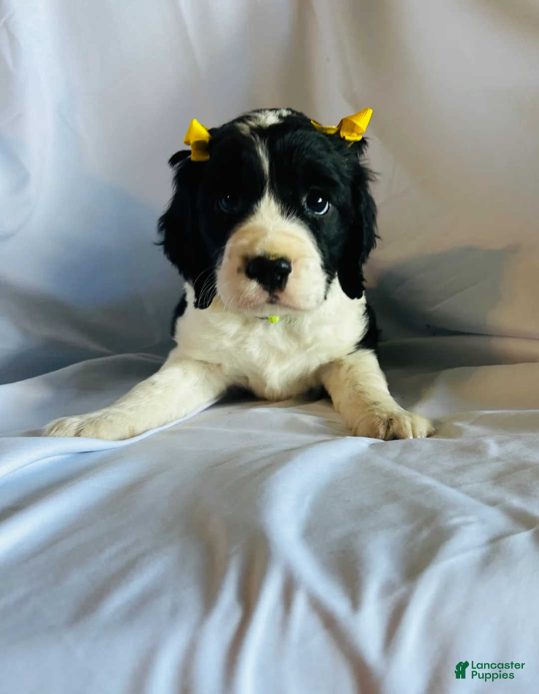 English Springer Spaniel dogs for sale: English Springer Spaniel 3 - Ad 2