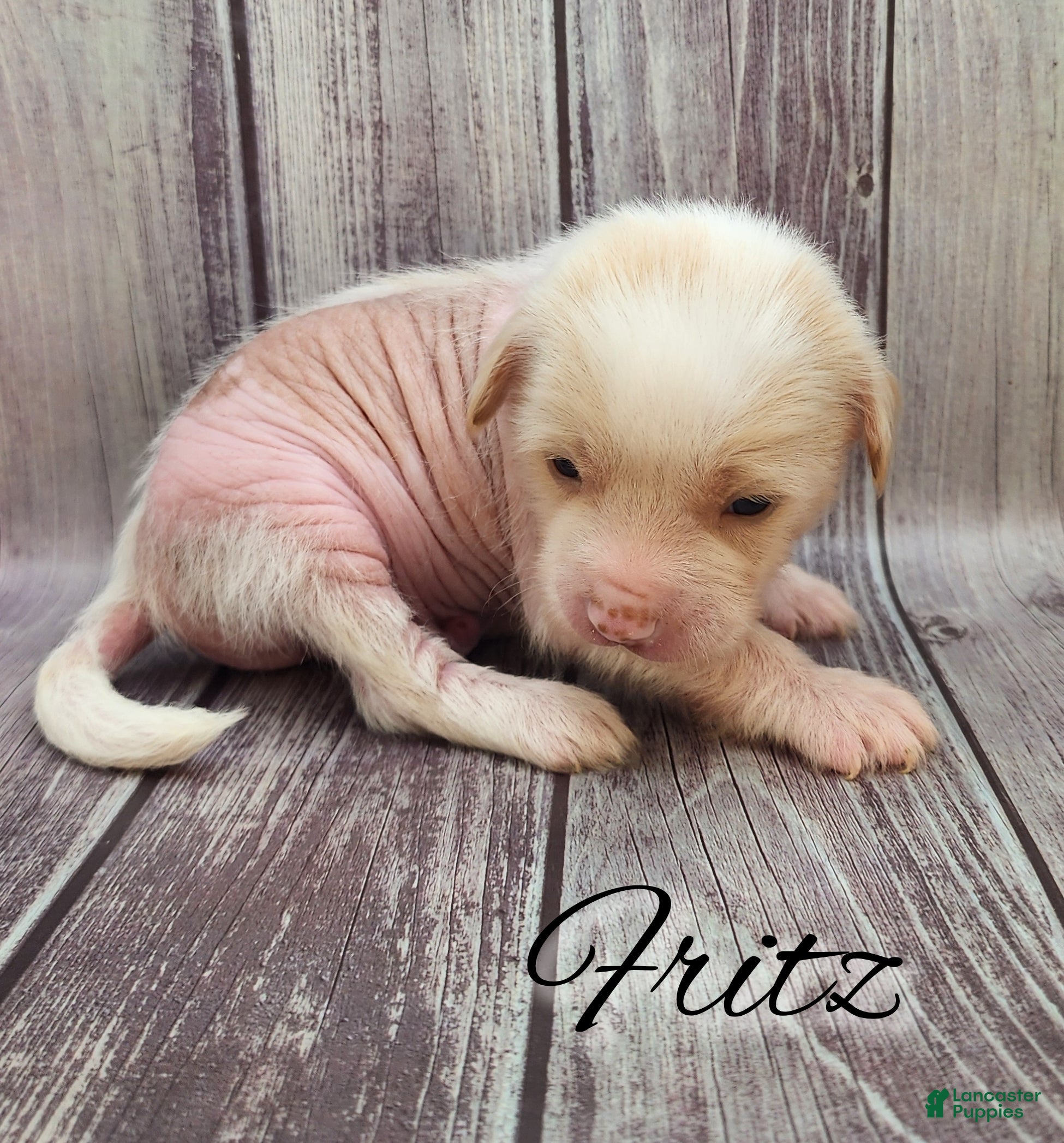 Mixed Breed dogs Fitz - Ad 7