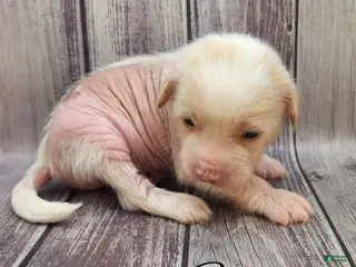 Mixed Breed dogs Fitz - Ad 7