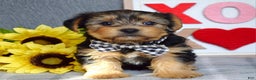Yorkshire Terrier dogs for sale: Hank  - Ad 12
