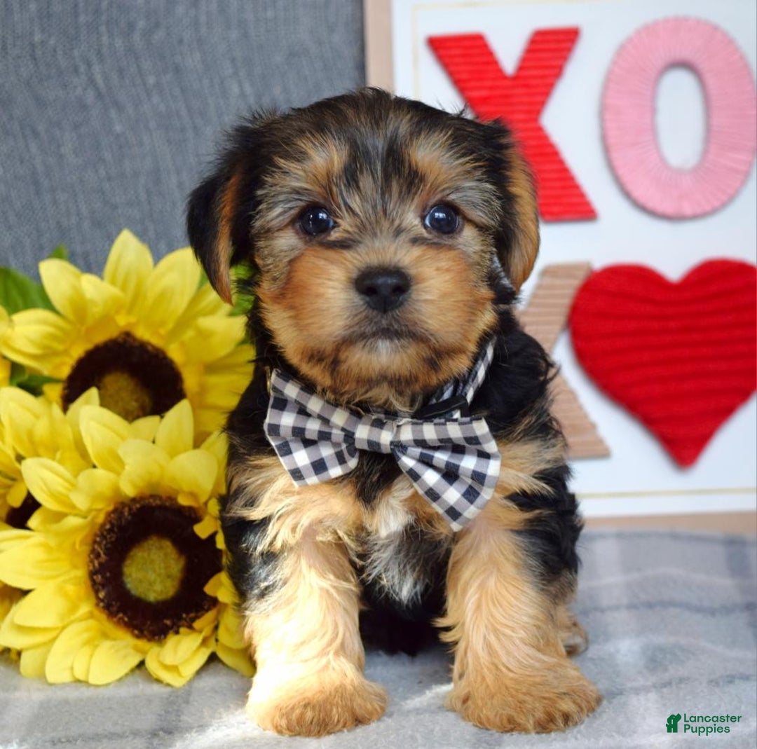 Yorkshire Terrier dogs for sale: Hank  - Ad 12