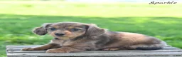 Miniature Dachshund dogs for sale: Sparkle  - Ad 4
