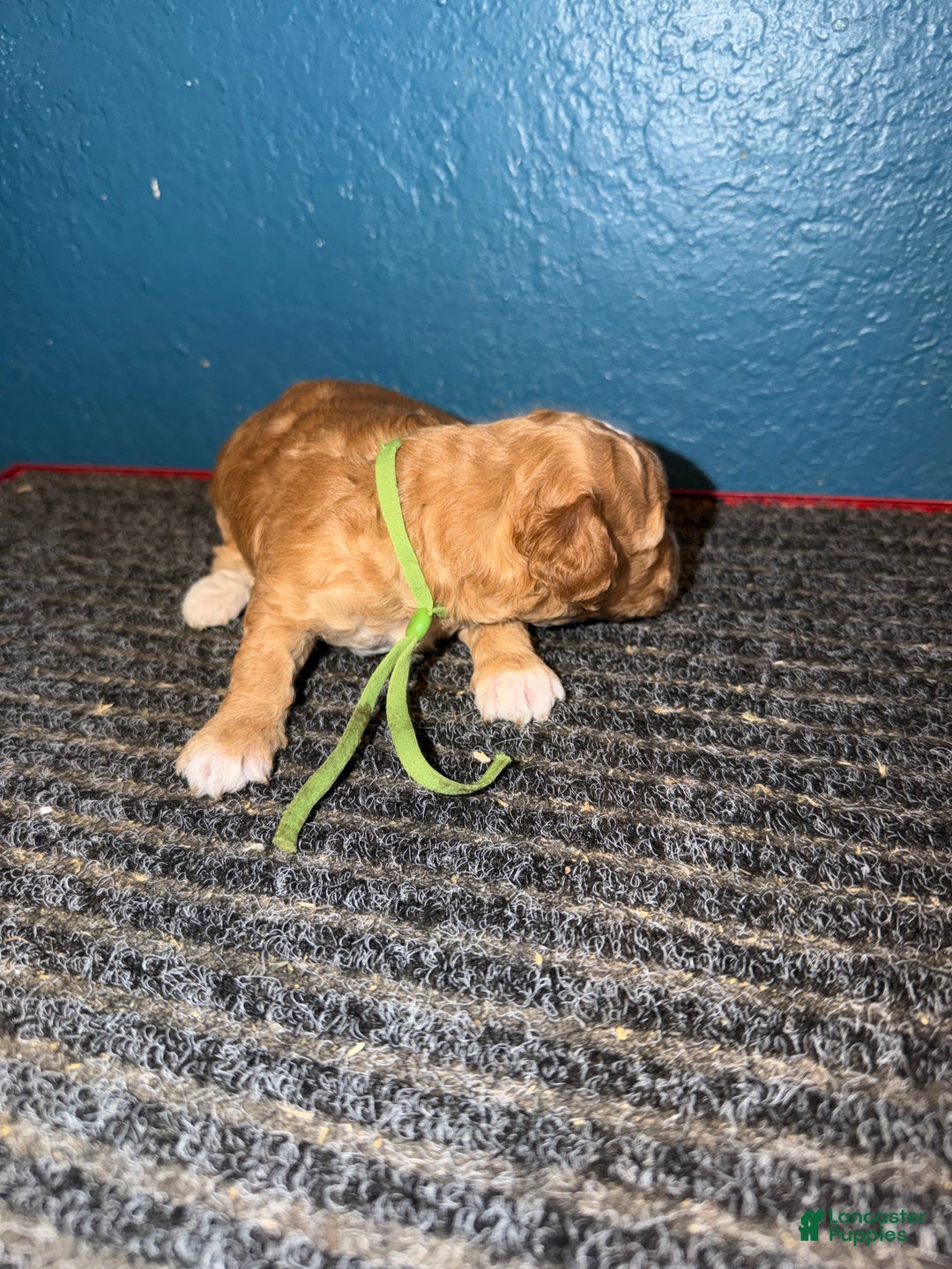 Miniature Poodle dogs for sale: AKC Miniature Poodle Puppy Dark Green - Ad 2