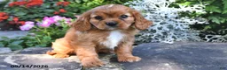 Cavalier King Charles Spaniel dogs for sale: Prince Henry - Ad 3
