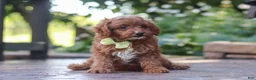 Cavapoo dogs for sale: Justin - Ad 1