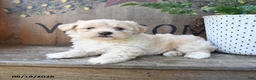 Maltipoo dogs for sale: Faith - Ad 4