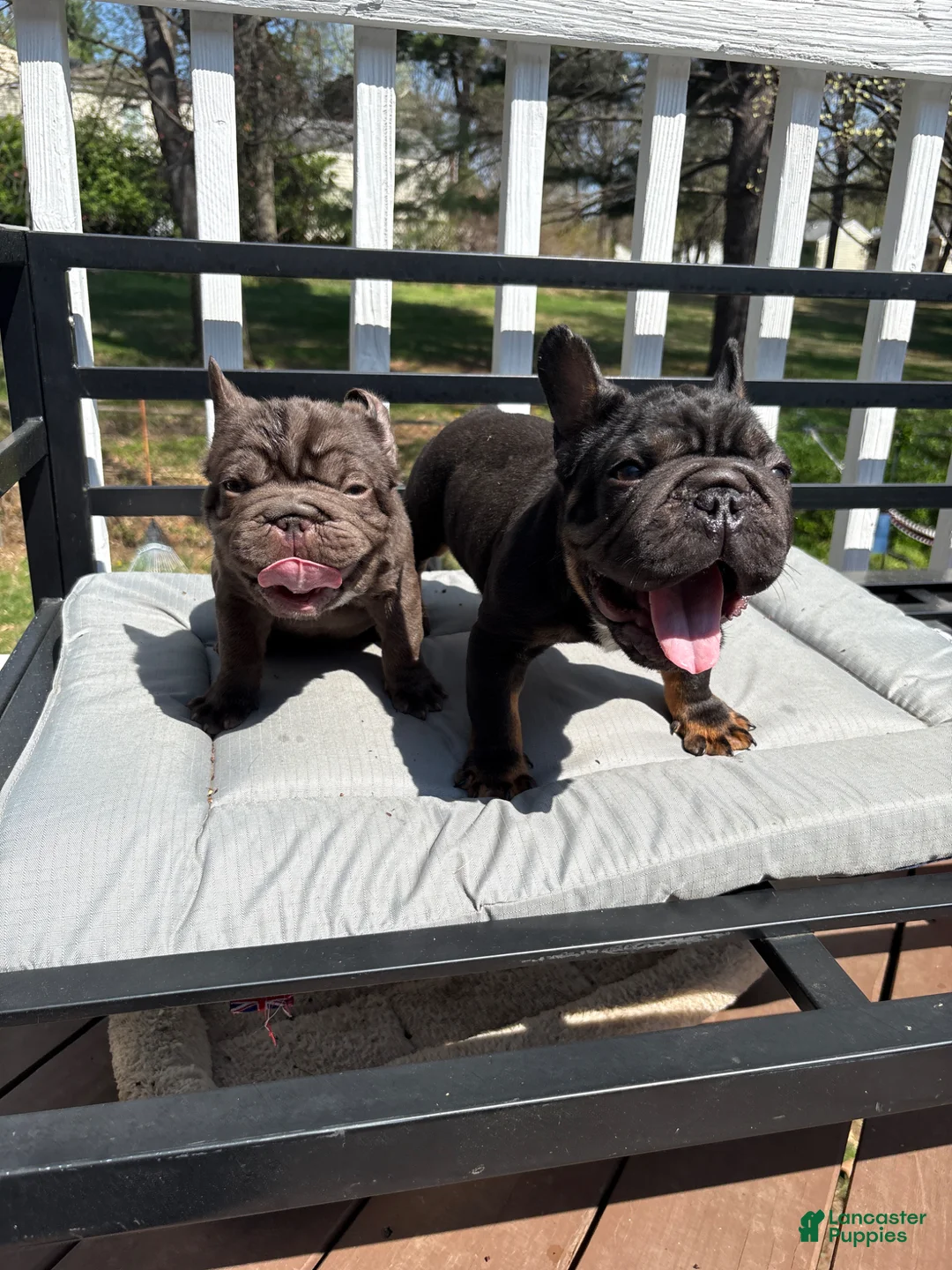 French Bulldog dogs for sale: Bean, - Ad 7