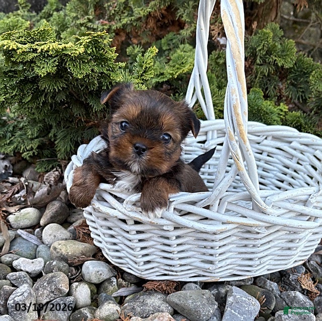 Shorkie dogs Murphy - Ad 1