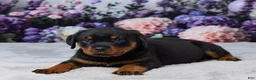 Rottweiler dogs for sale: Willow - Ad 5