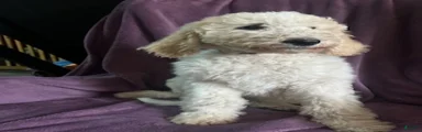Brownie male