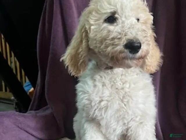 Goldendoodle dogs Brownie male - Ad 1