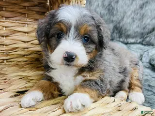 Mini Bernedoodle dogs Mini Bernedoodle Cadberry - Ad 11