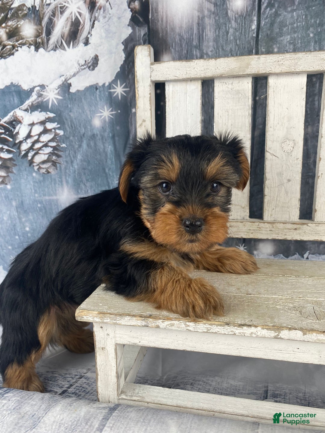 Yorkshire Terrier dogs for sale: Cali - Ad 9