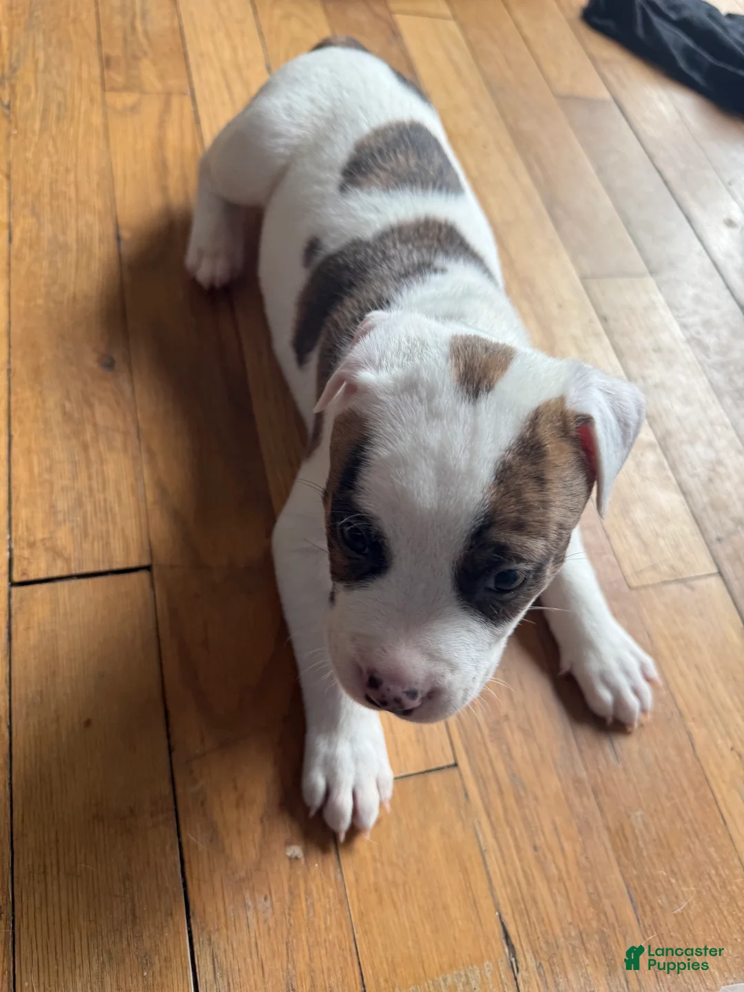 American Pit Bull Terrier dogs for sale: American Pit Bull Terrier Puppy 3 (Luke)  - Ad 2