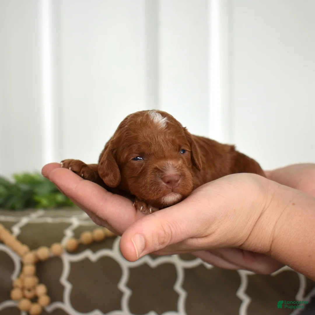 Toy Poodle dogs for sale: Colby - Ad 2