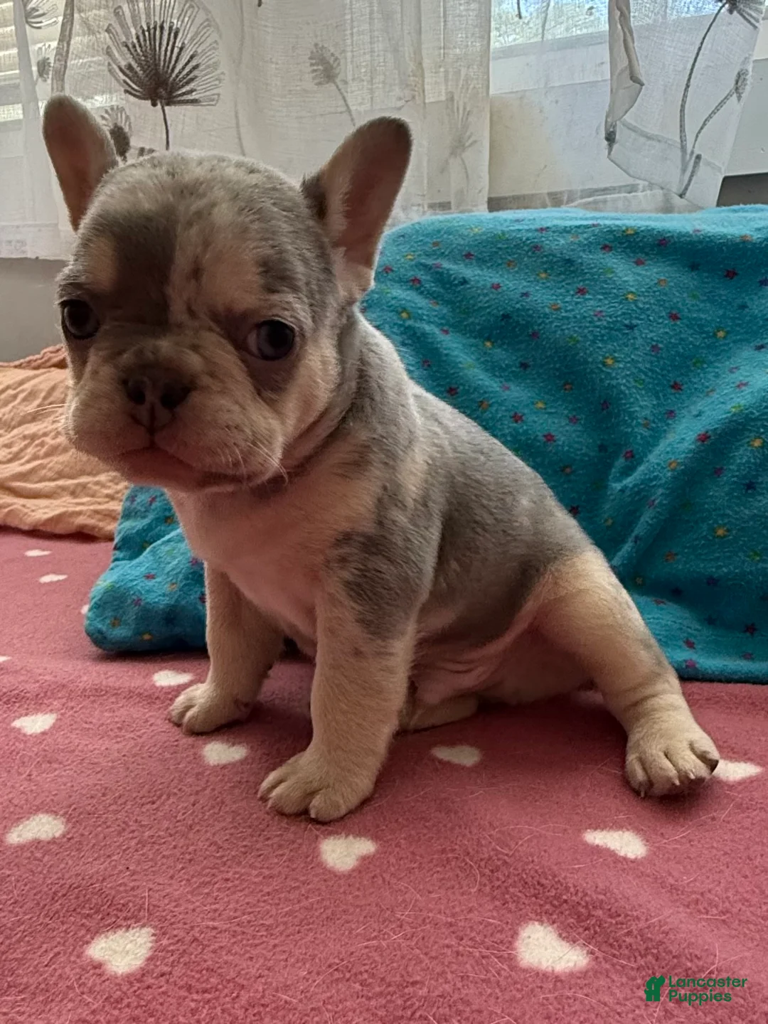 French Bulldog dogs for sale: French Bulldog 2 - Ad 2