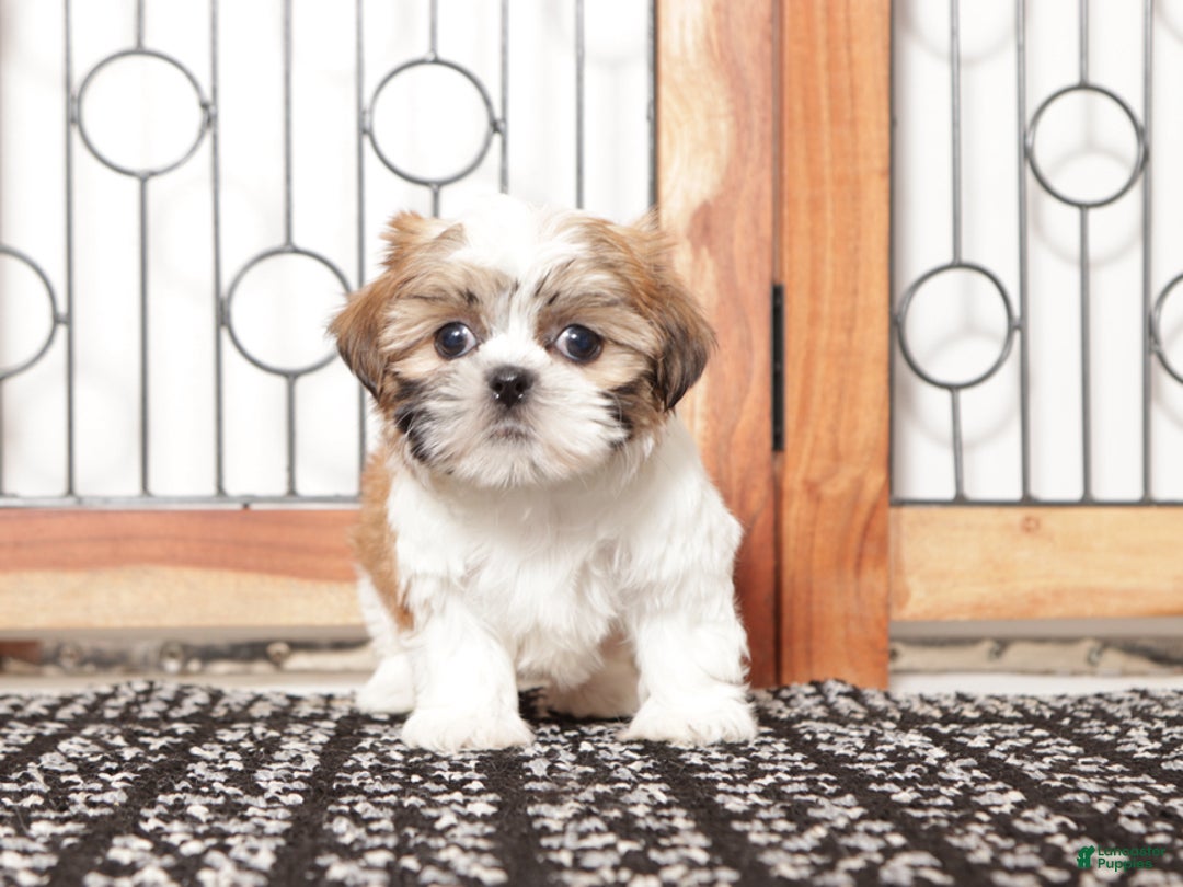 Shih Tzu dogs for sale: Ethel - Ad 2