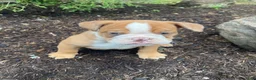 English Bulldog dogs for sale: Harley - Ad 4