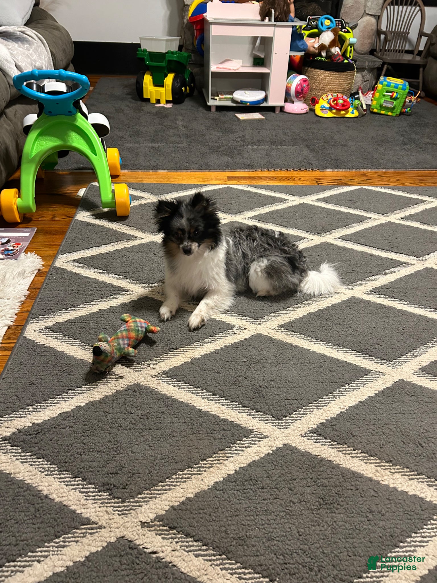 Pomeranian dogs Pomeranian Puppy 1 - Ad 2