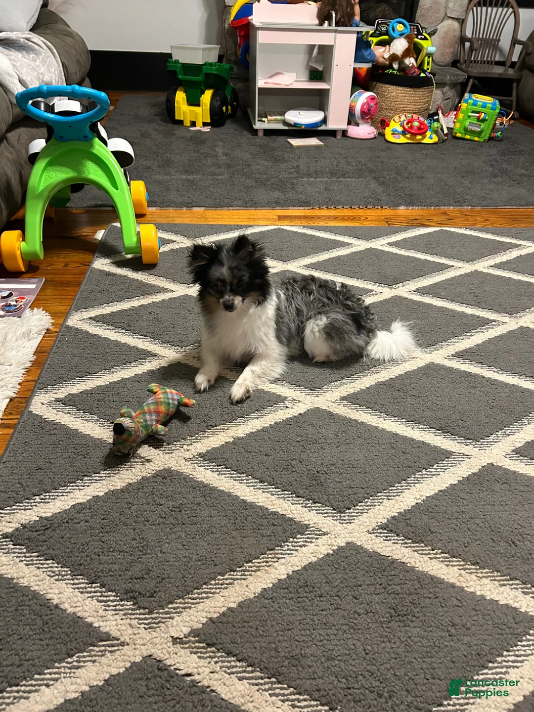 Pomeranian dogs for sale: Pomeranian Puppy 1 - Ad 2