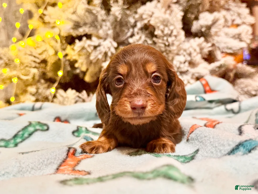 Dachshund dogs for sale: Chocolate mini long coat - Ad 47