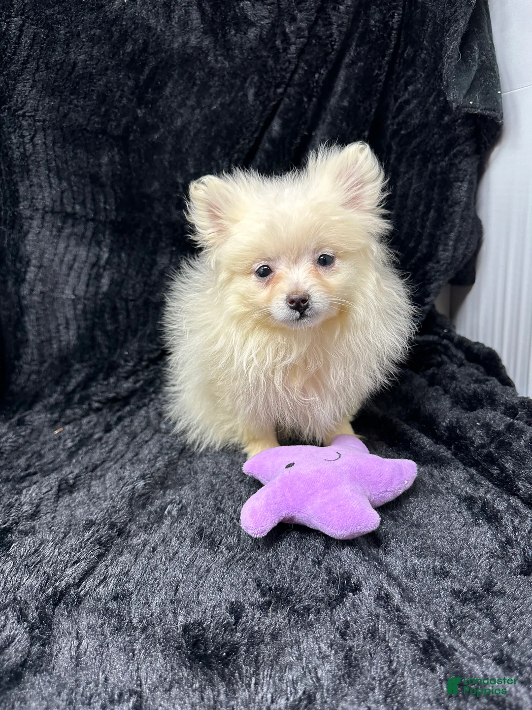 Pomeranian dogs for sale: Casper - Ad 1
