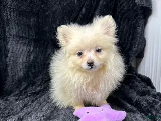 Pomeranian dogs for sale: Casper - Ad 2