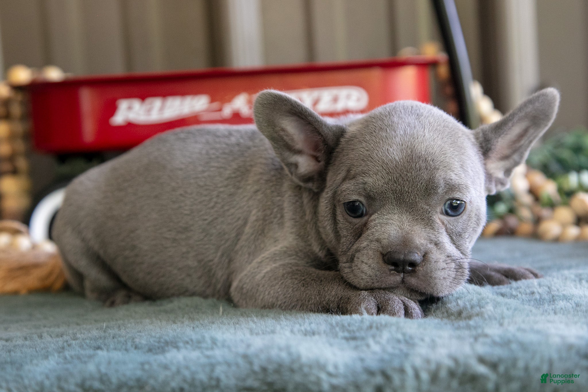 Mixed Breed dogs for sale: Bluey - Ad 2