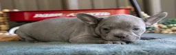 Mixed Breed dogs for sale: Bluey - Ad 2
