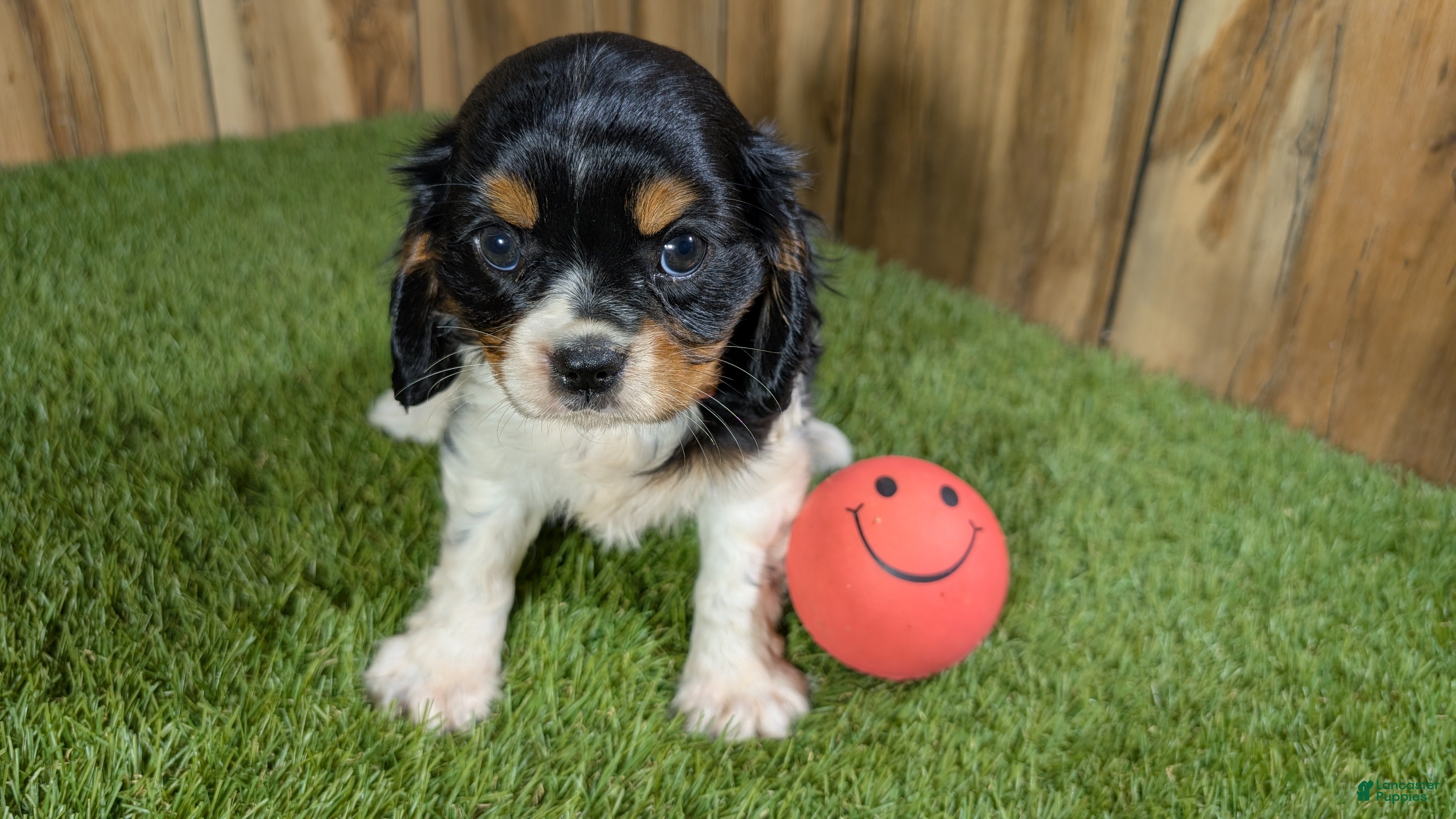 Cavalier King Charles Spaniel dogs Bessie Girl 1 - Ad 2