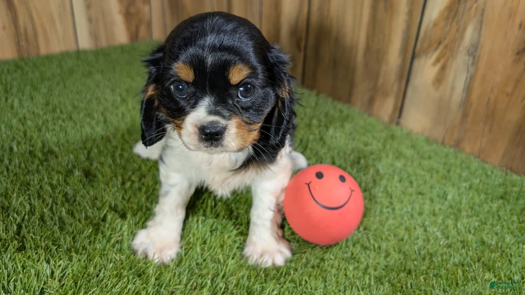 Cavalier King Charles Spaniel dogs for sale: Bessie Girl 1 - Ad 2