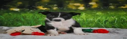 Border Collie dogs for sale: Durango - Ad 2