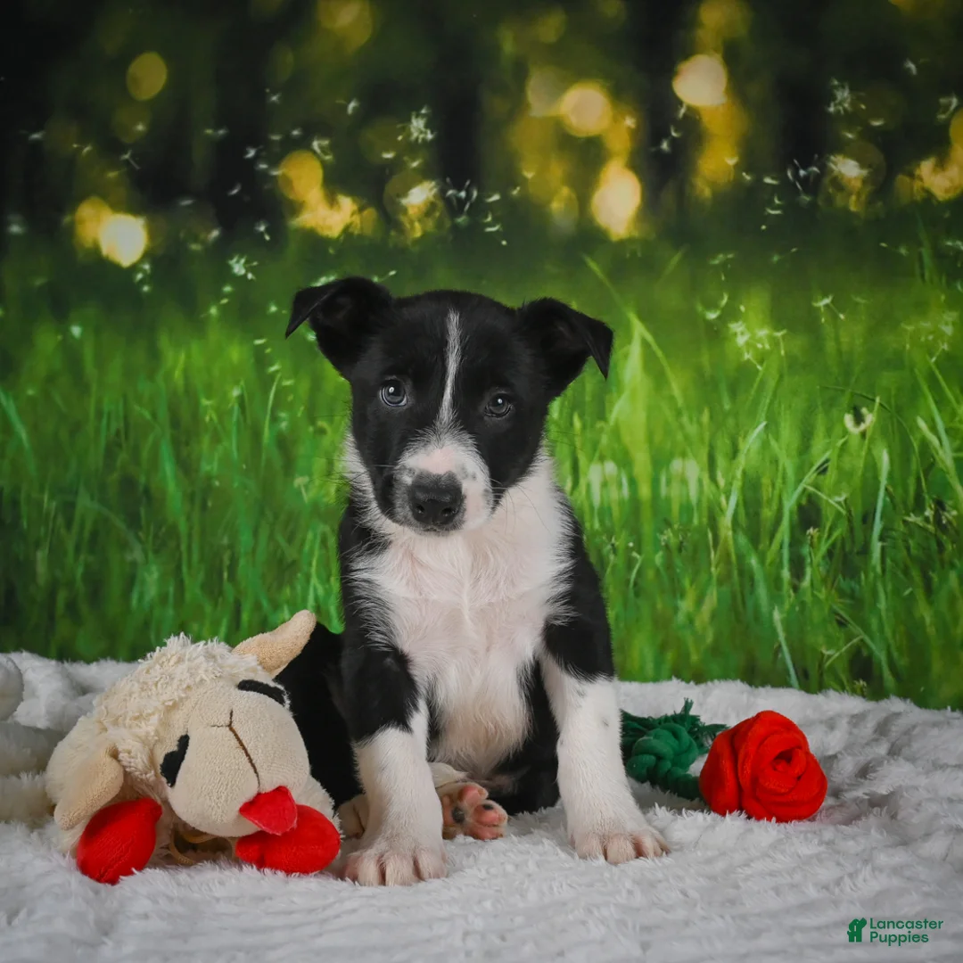 Border Collie dogs for sale: Durango - Ad 2