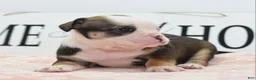 Mixed Breed dogs for sale: Queen - Ad 35