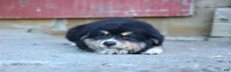 Miniature Australian Shepherd dogs for sale: LINCOLN [ new pictures] - Ad 4