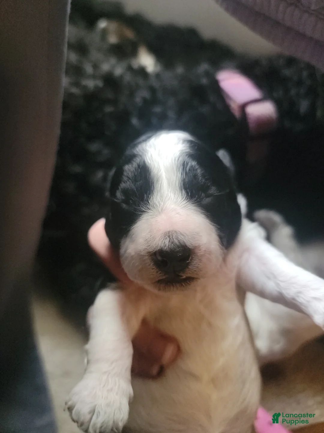 Mixed Breed dogs for sale: Chopper - Ad 7