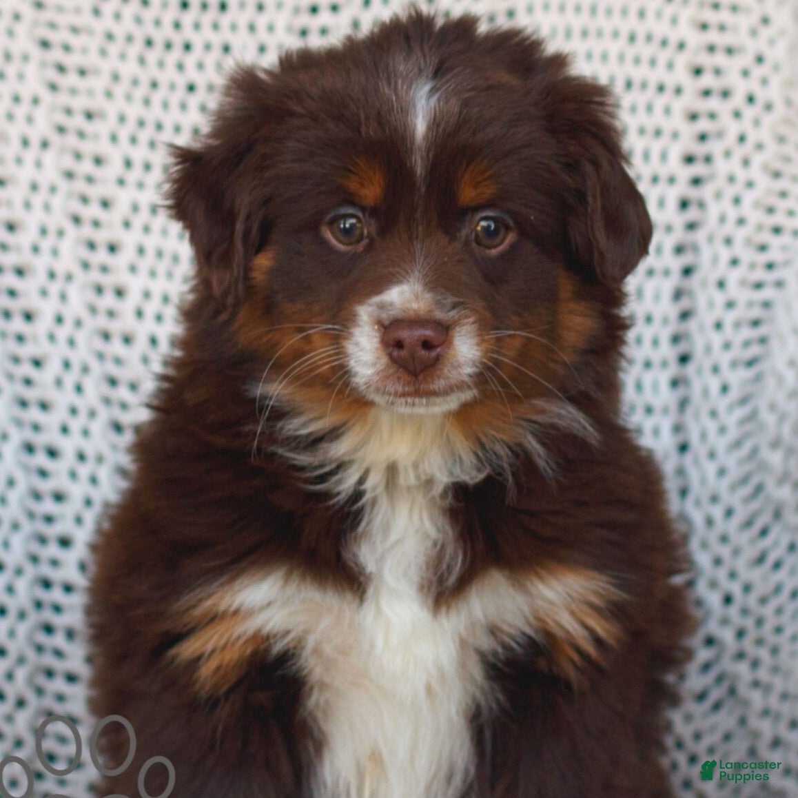 Miniature Australian Shepherd dogs Prancer - Ad 1