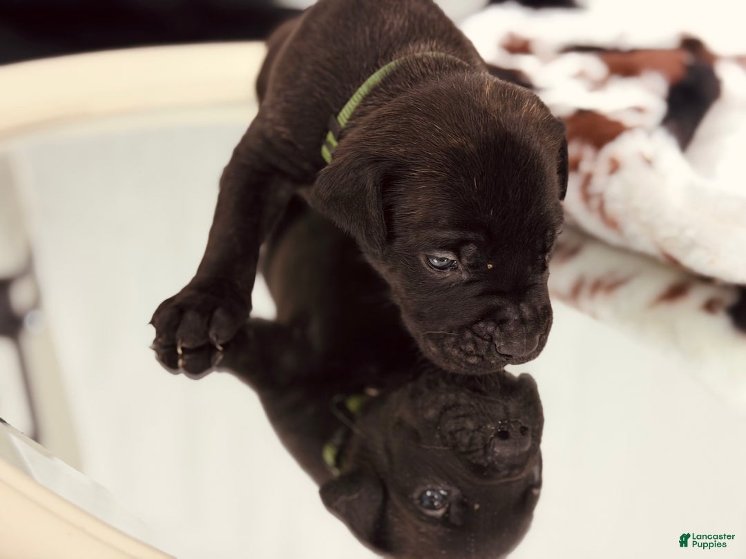 Cane Corso dogs for sale: Apollo - Ad 4