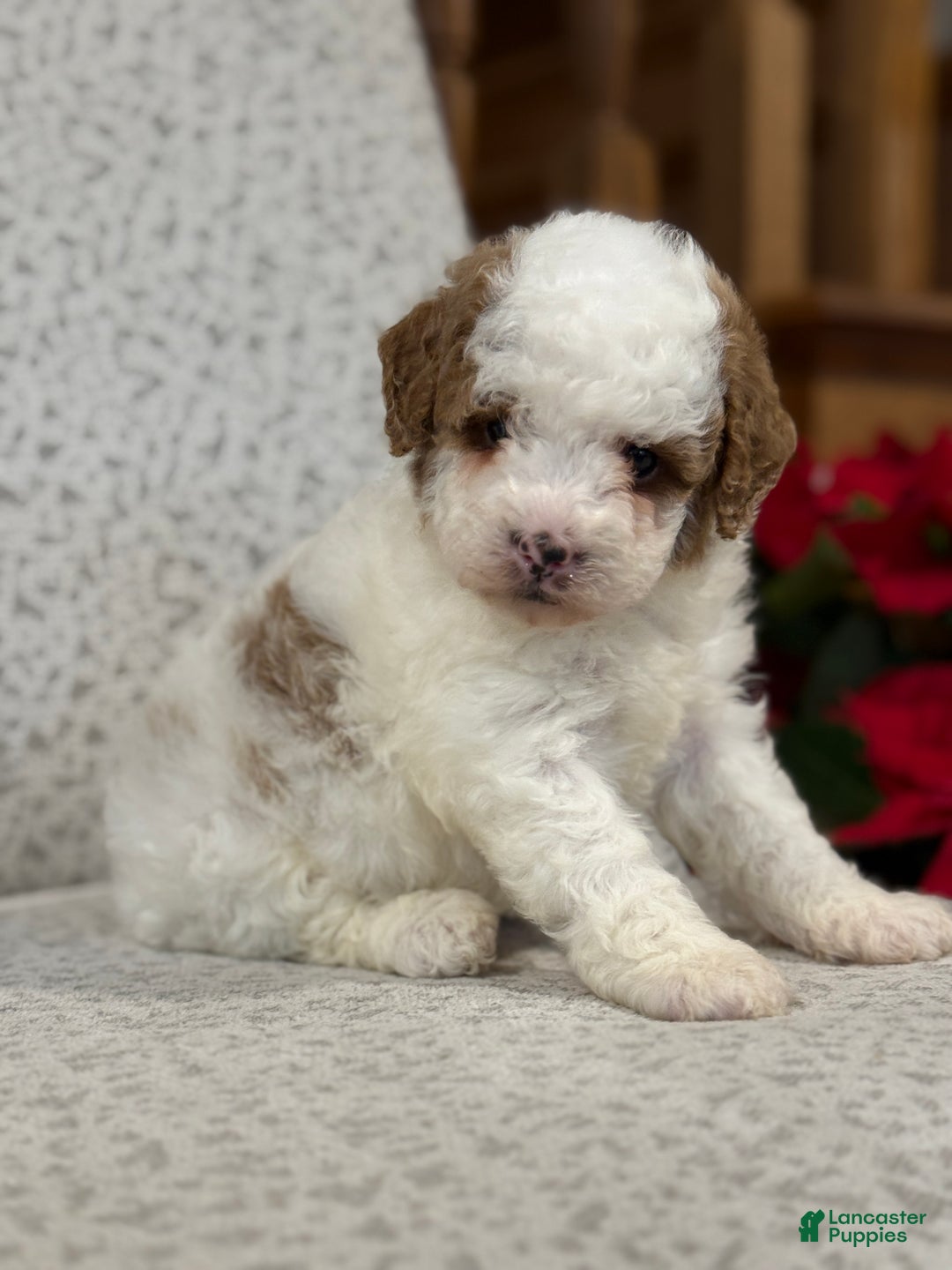 Miniature Poodle dogs for sale: Jasper  - Ad 7